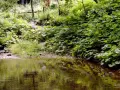 Sentiero nella rigogliosa vegetazione della montagna pistoiese, con un ruscello che riflette il verde intenso. Un luogo incantevole da scoprire.
