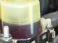 Serbatoio del liquido servosterzo con indicazioni di livello. Un livello basso potrebbe causare rumore servosterzo.