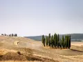 I cipressi di San Quirico d'Orcia si ergono maestosi su dolci colline toscane, un paesaggio iconico.
