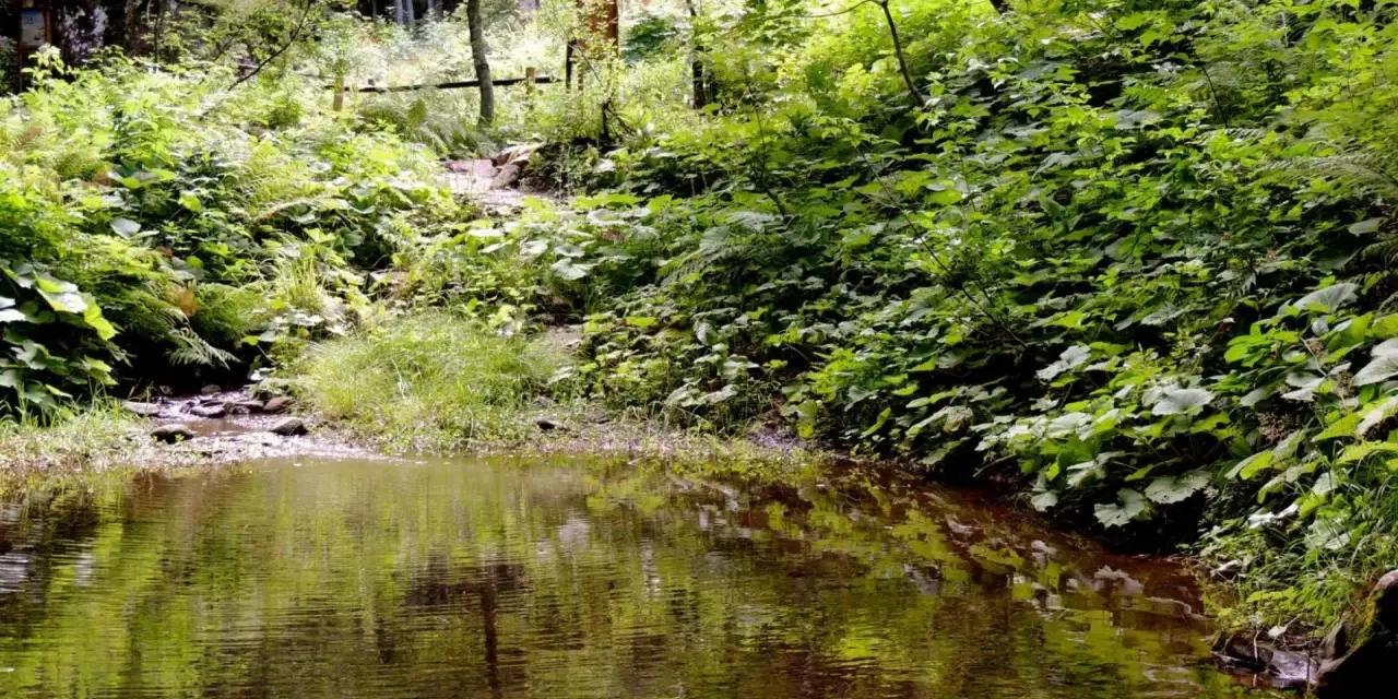 Sentiero nella rigogliosa vegetazione della montagna pistoiese, con un ruscello che riflette il verde intenso. Un luogo incantevole da scoprire.