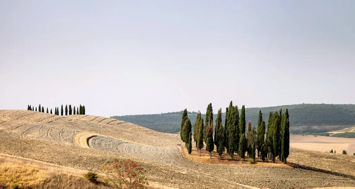 I cipressi di San Quirico d'Orcia si ergono maestosi su dolci colline toscane, un paesaggio iconico.