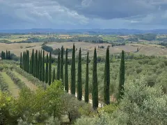 Vigneti e cipressi disegnano la strada verso Castelnuovo Berardenga. Un paesaggio toscano da scoprire.