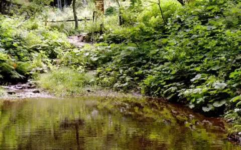 Sentiero nella rigogliosa vegetazione della montagna pistoiese, con un ruscello che riflette il verde intenso. Un luogo incantevole da scoprire.