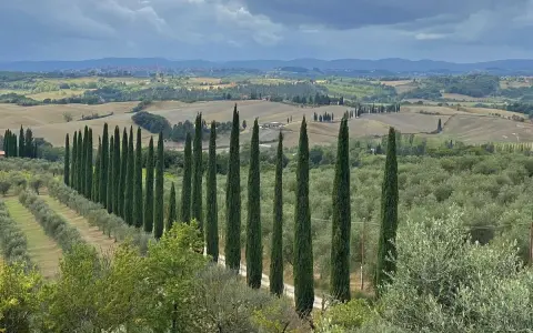 Vigneti e cipressi disegnano la strada verso Castelnuovo Berardenga. Un paesaggio toscano da scoprire.