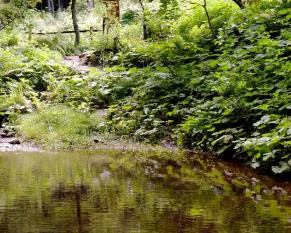 Sentiero nella rigogliosa vegetazione della montagna pistoiese, con un ruscello che riflette il verde intenso. Un luogo incantevole da scoprire.