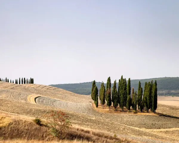 I cipressi di San Quirico d'Orcia si ergono maestosi su dolci colline toscane, un paesaggio iconico.
