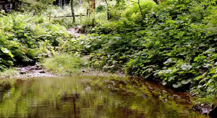 Sentiero nella rigogliosa vegetazione della montagna pistoiese, con un ruscello che riflette il verde intenso. Un luogo incantevole da scoprire.