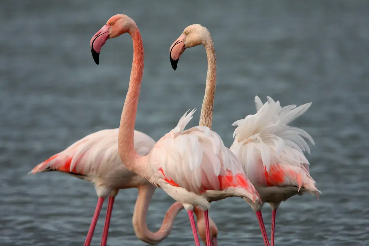 Tre fenicotteri rosa, simbolo dell'oasi WWF Toscana, si stagliano sull'acqua con le loro eleganti curve.