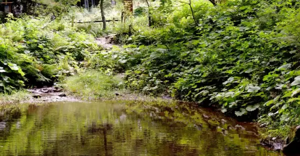 Sentiero nella rigogliosa vegetazione della montagna pistoiese, con un ruscello che riflette il verde intenso. Un luogo incantevole da scoprire.